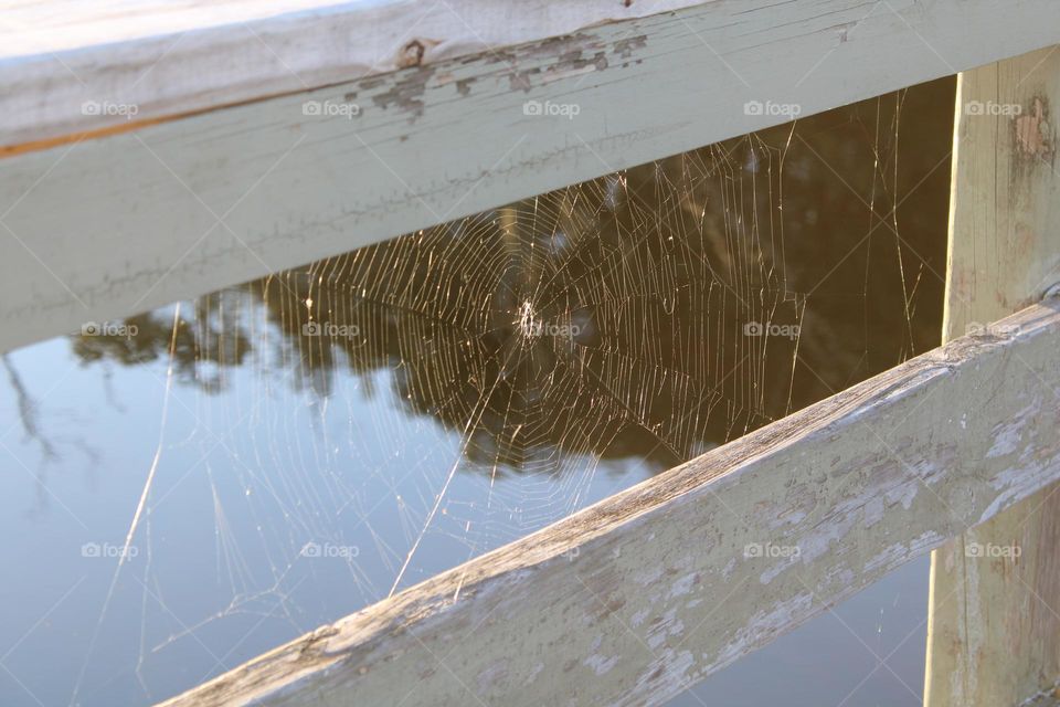 Spiderweb on a fence