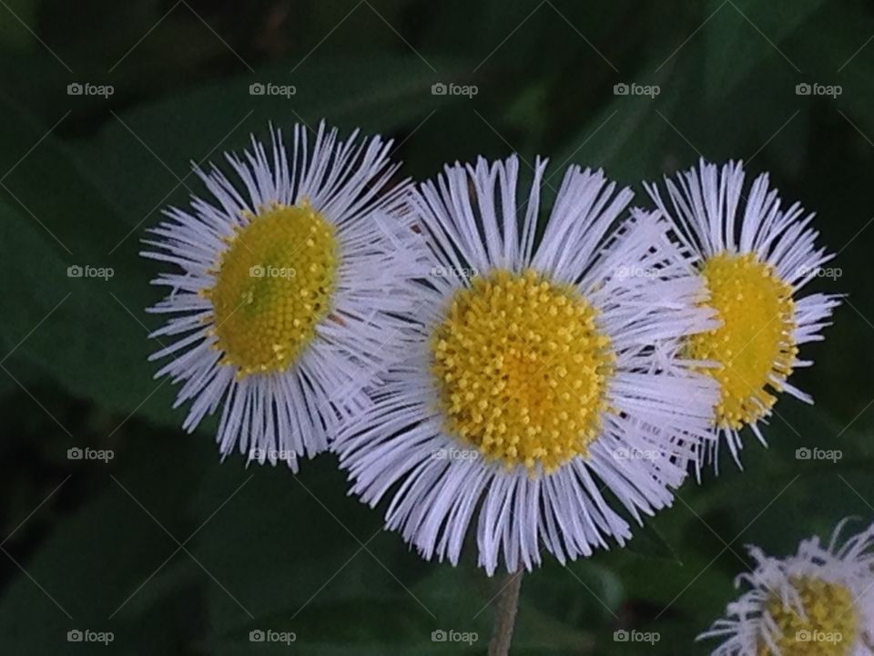 Awesome spring flowers