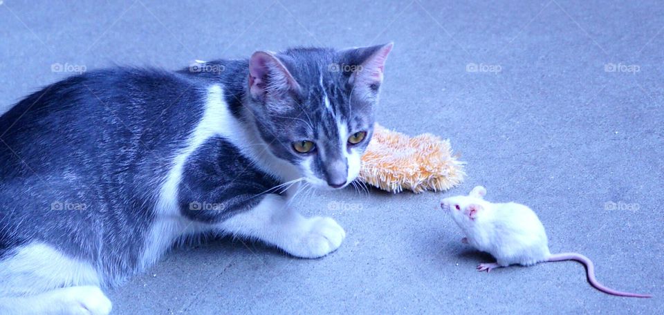 Mr. Gustav with mouse.