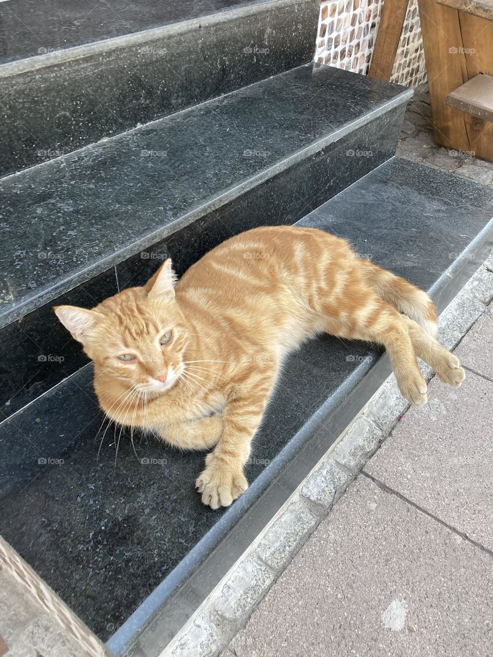 Cute street cat. Sunny holidays I’m Turkey. Walk in the cute city and charming streets by the beach in Kusadasi. perfect blue sky and ocean view. Beach and the shore. To travel is to live. Gorgeous tall palm trees.