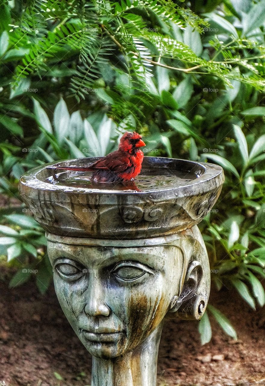 My Yard bird Cardinal