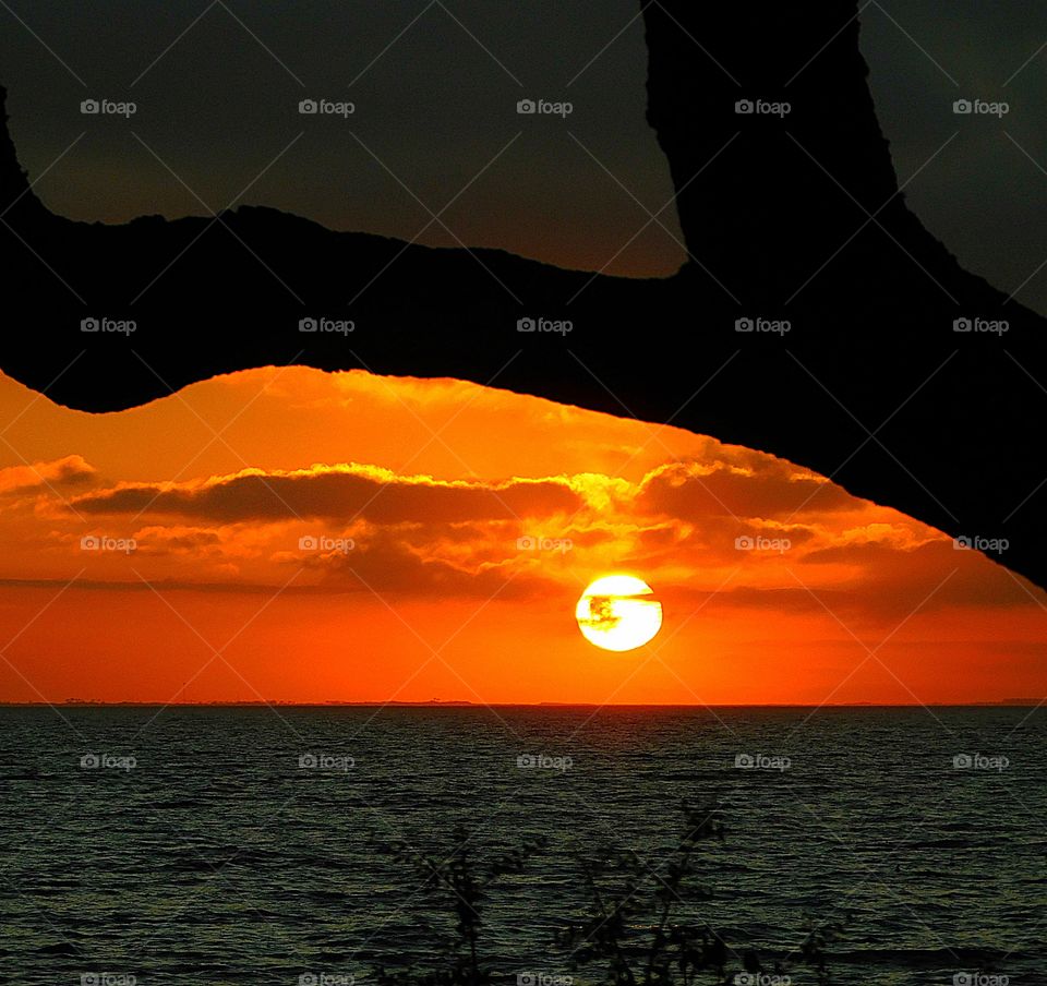 Sunrise, sunset and the moon - A golden sunset descends below the horizon under a silhouette of a large oak leaf limb