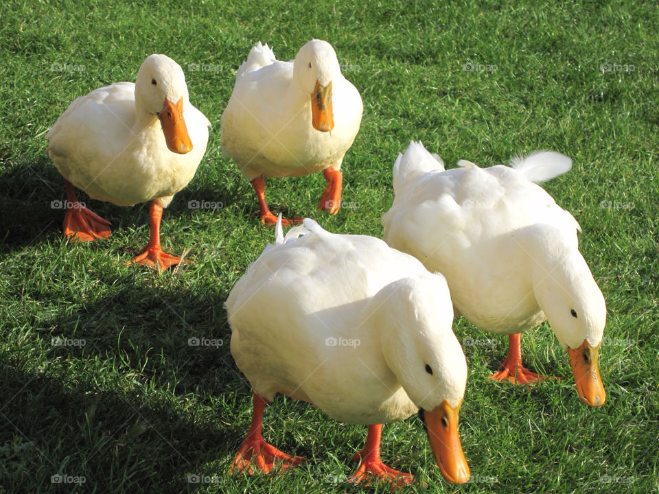 Duck, Goose, Bird, Animal, Farm