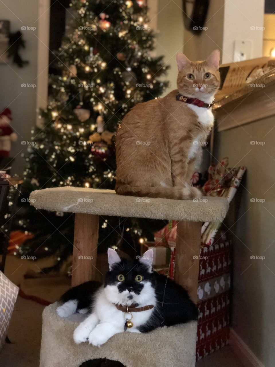 Holiday Christmas Cats