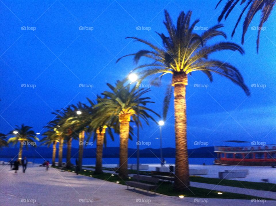 Palm trees at night