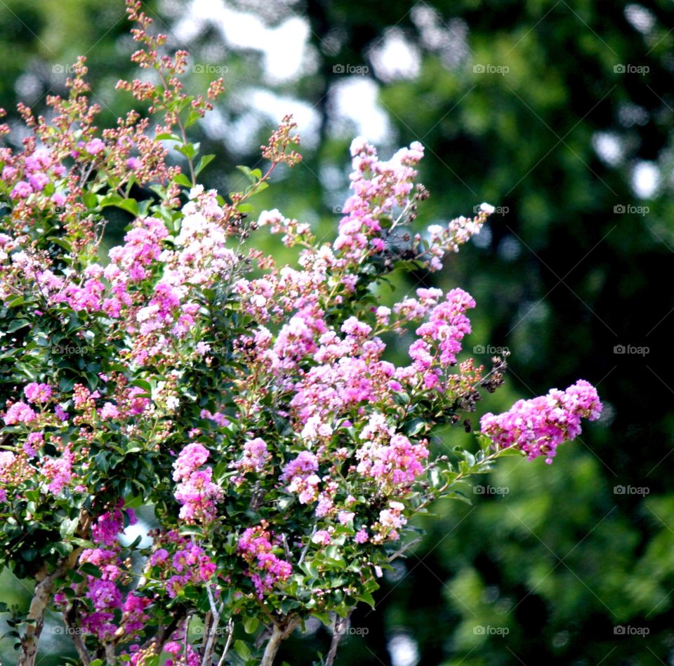 Close-up of pink crepe myrtles flowers