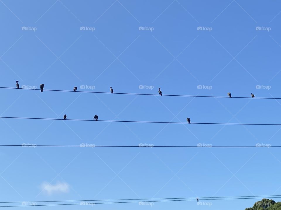 Cormorants on wire over Bass River, Cape Cod