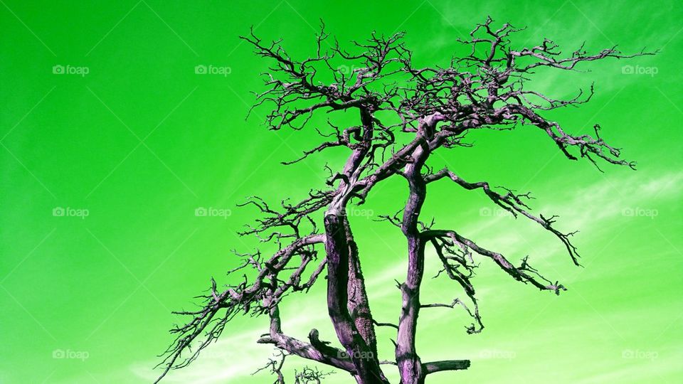 futuristic picture of a dead tree