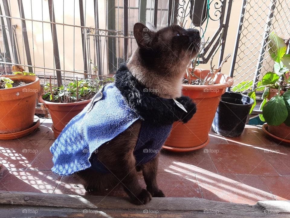 Gato abrigado tomando el sol