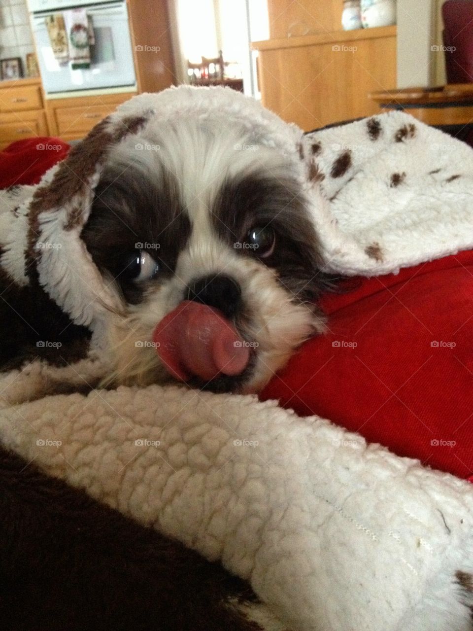 Raspberry . Dog gives raspberry 