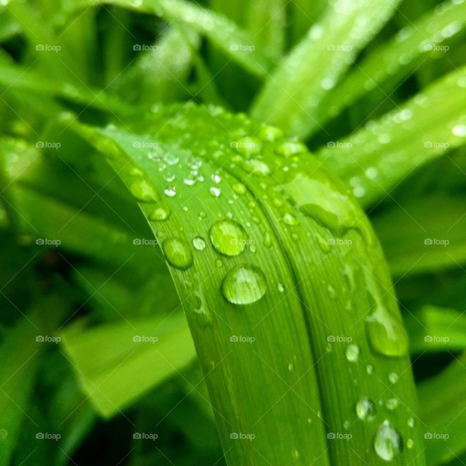 Rain, Dew, Leaf, Drop, Flora