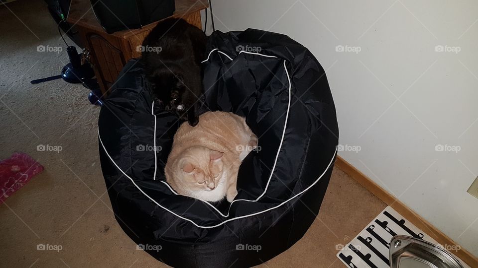 my cats Deathloff and Toby sitting in the bean chair.