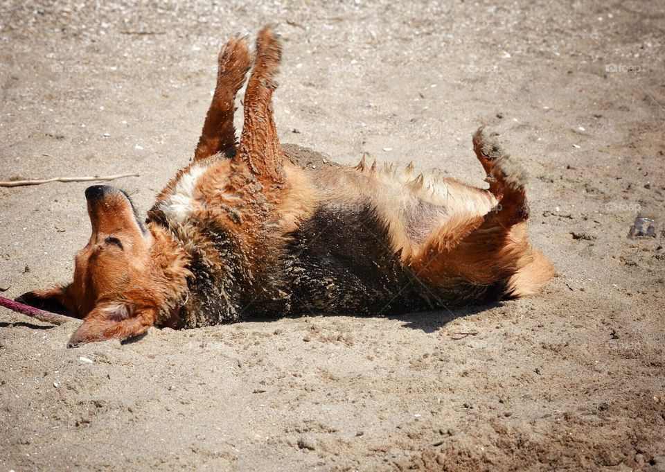 Dog rolling in the sand