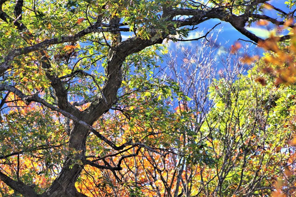 Fall Foliage Trees