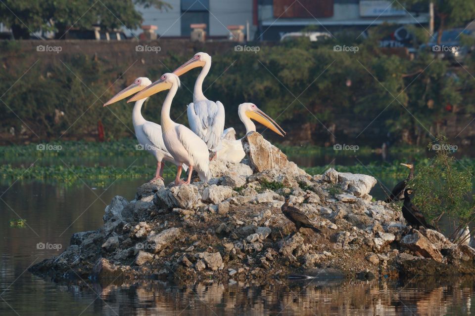 white pelicans perched on a rocky island in the middle of a calm lake, surrounded by lush greenery