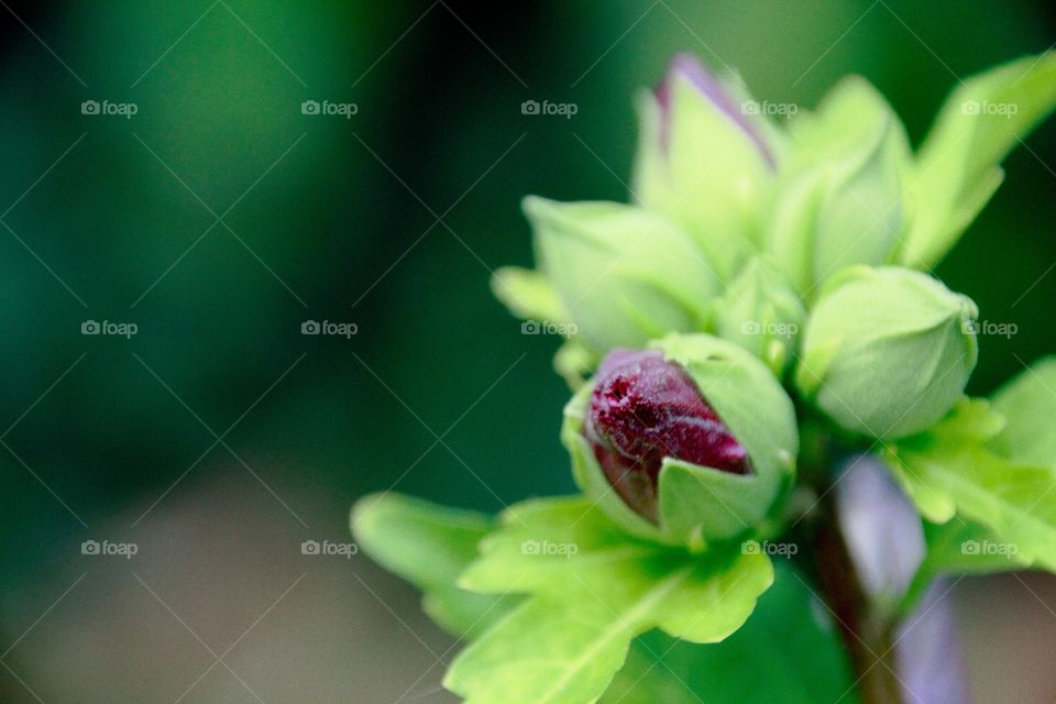 pink and white flower