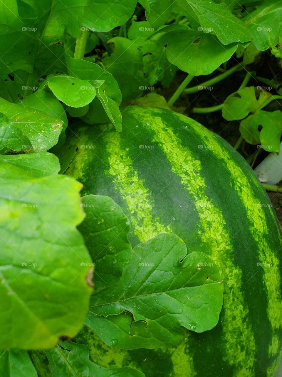 watermelon in garden