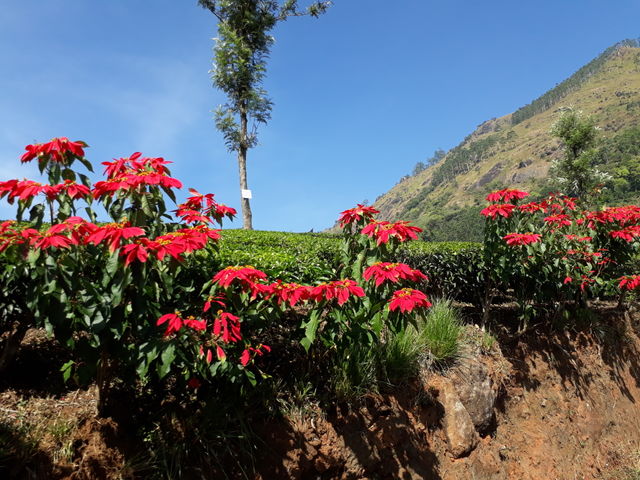 tea garden