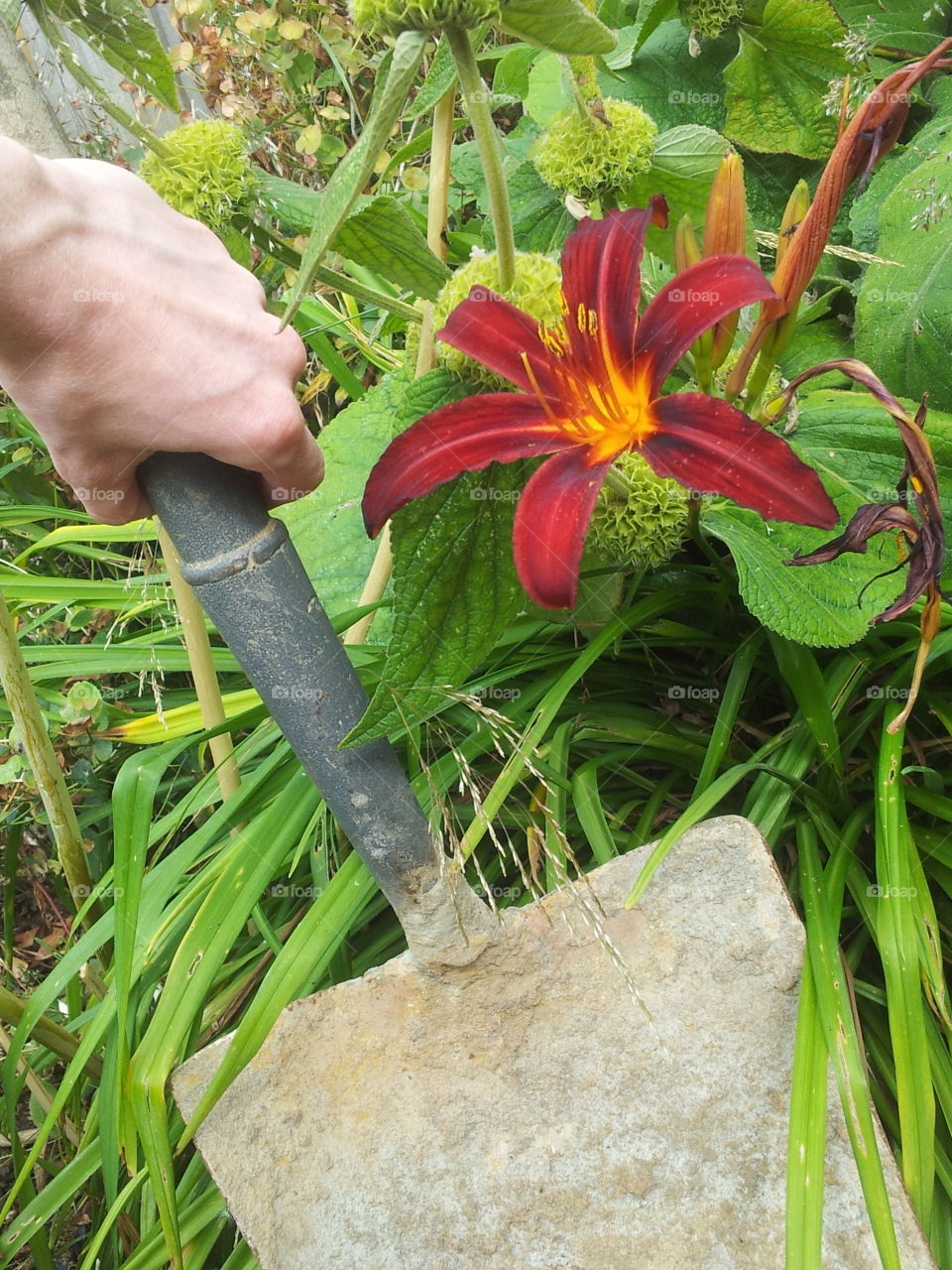 Gardening Close-ups