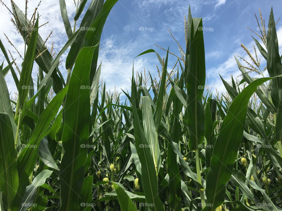 Corn field against sky