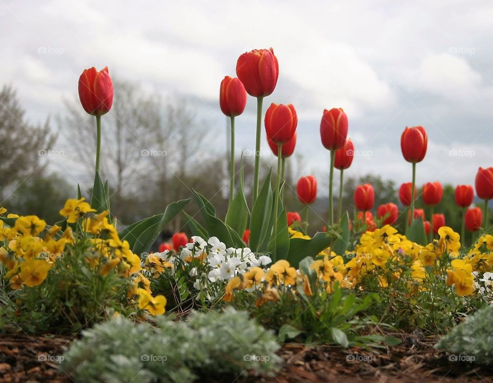 Tulips