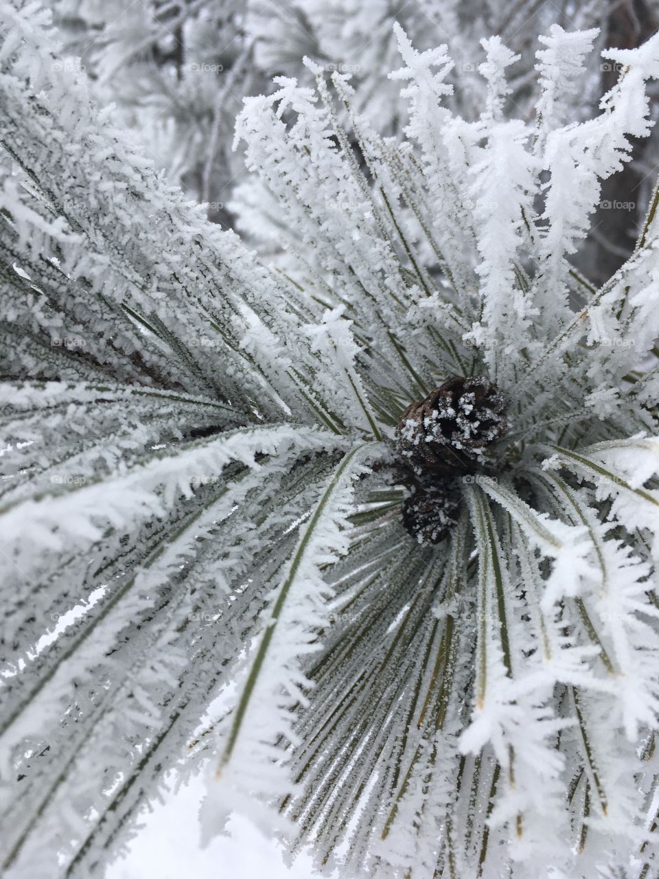 Frosty Pine