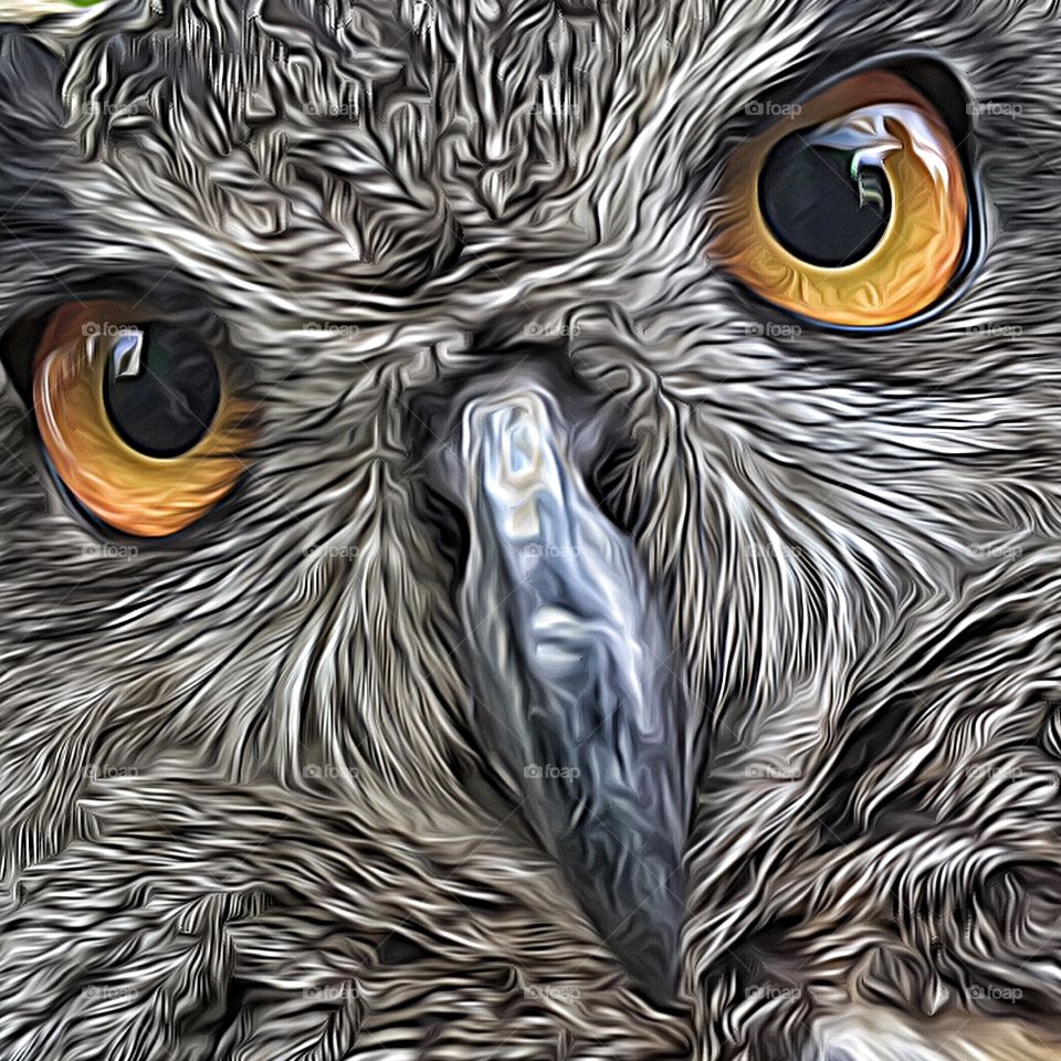 Owl eyes photo art 2