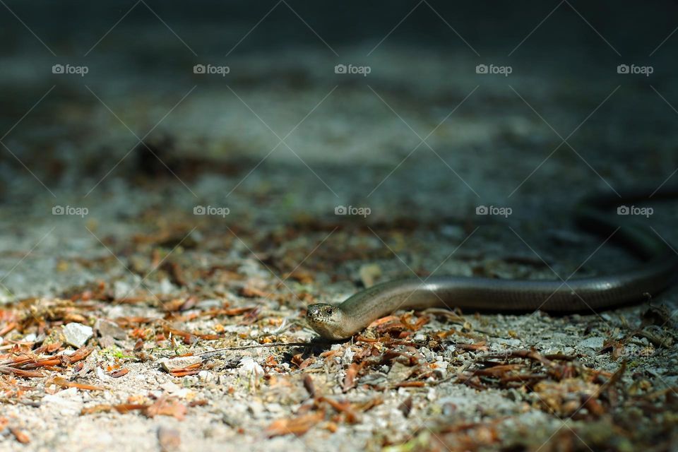 Close-up of a slow worm crawling on forest floor