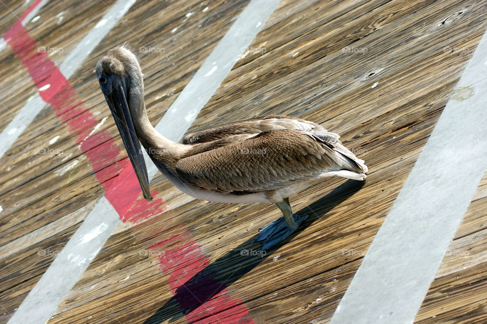 Pelican on the Pier