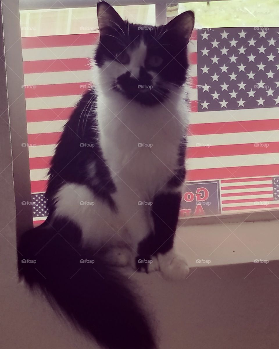 American Cat