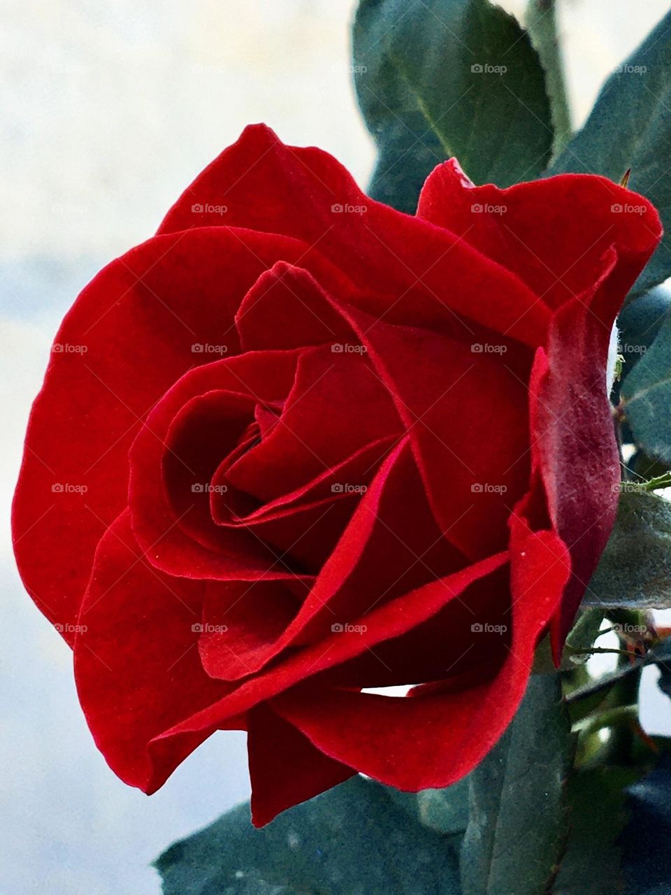 Ao entardecer, fui á casa de minha vó e me deparei com essa delicada e vibrante flor, uma rosa vermelha macia, suave e de cor forte, como sangue.