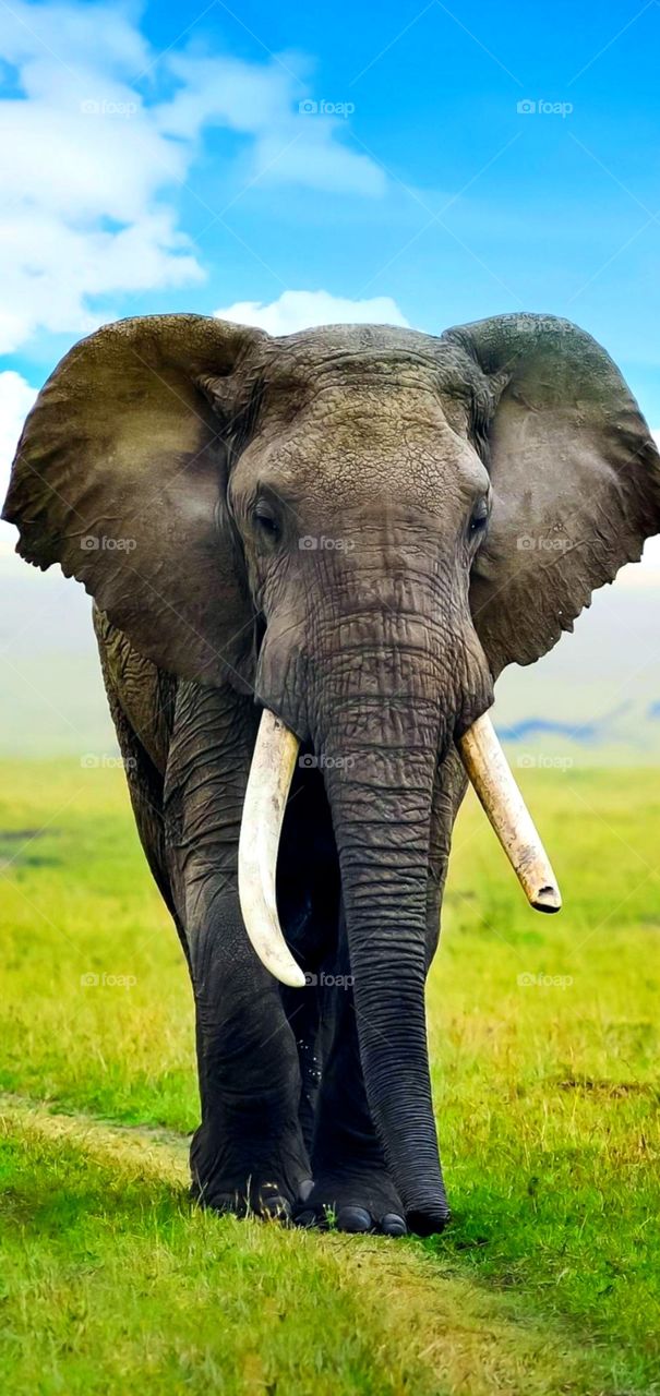 elephant