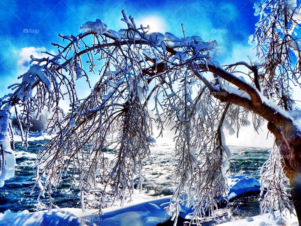 Frozen Niagara Falls trees
