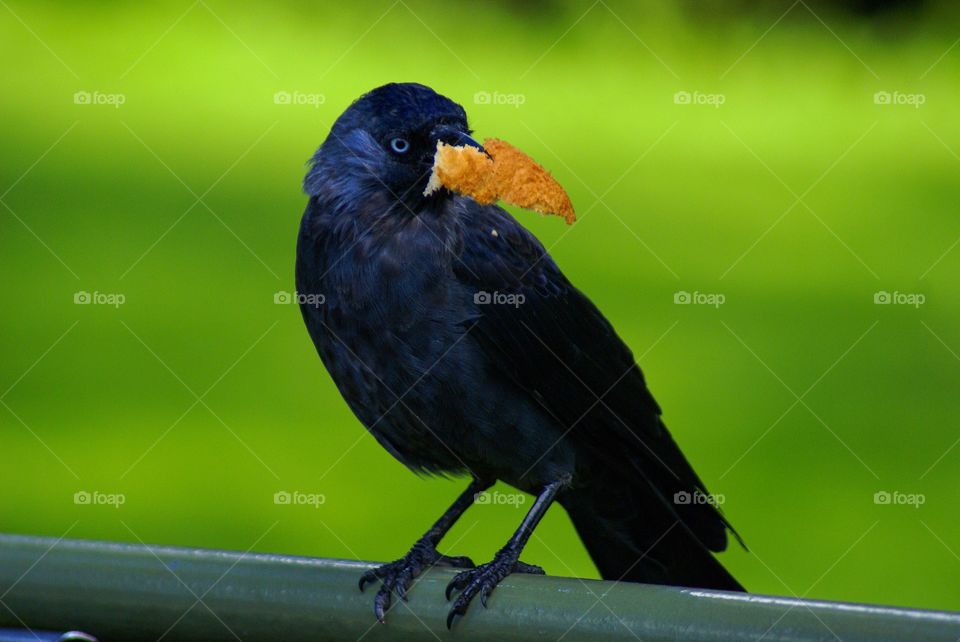 Jackdaw. A hungry bird