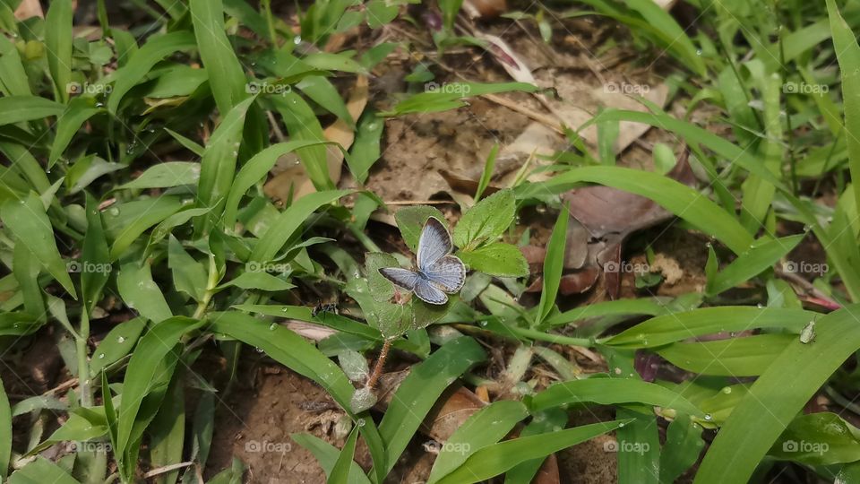 Butterfly found in Spring time