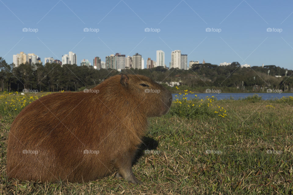 Barigui Park in Curitiba Parana Brazil.