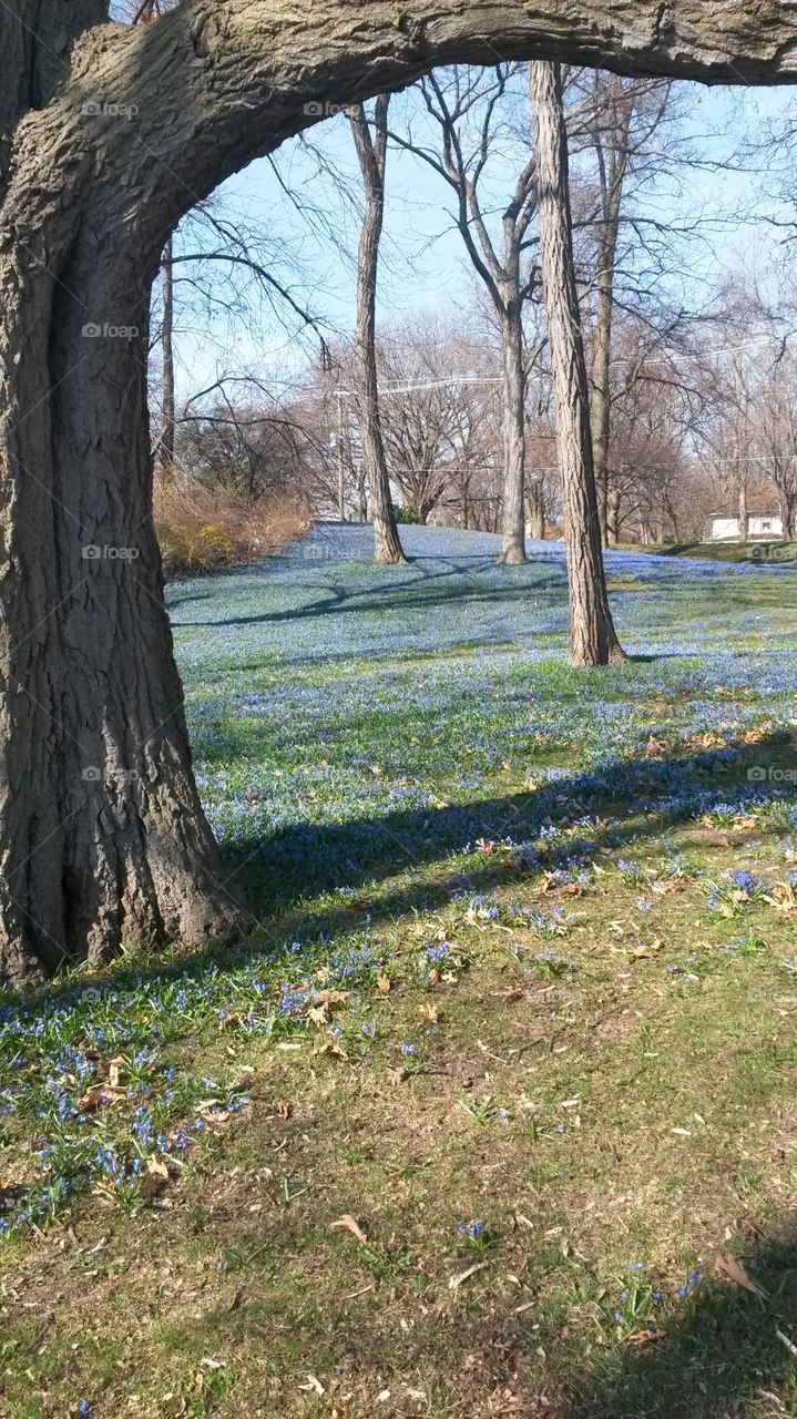 Early Spring Flowers