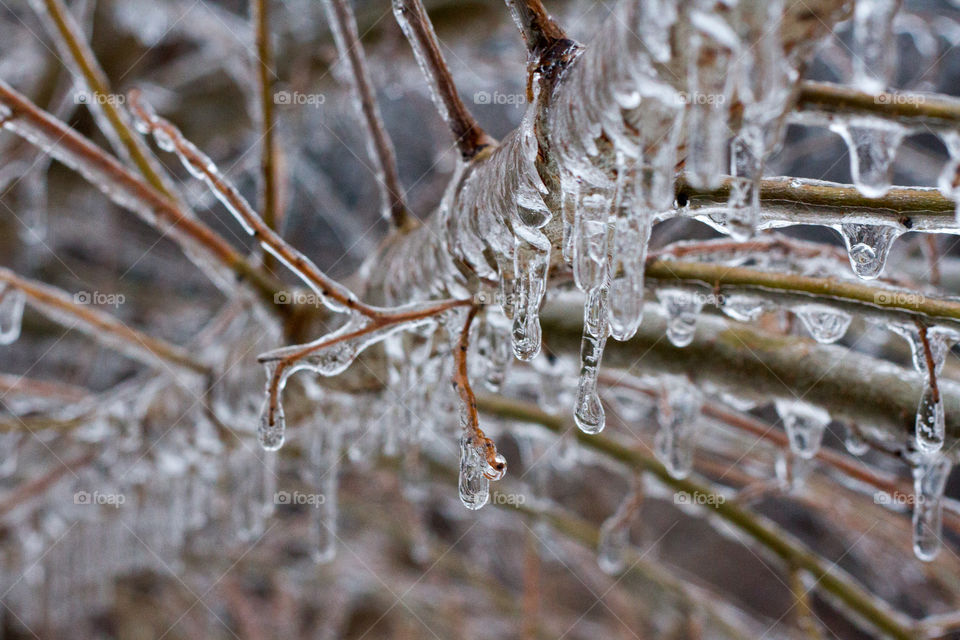 A frozen branch covered in ice in the winter