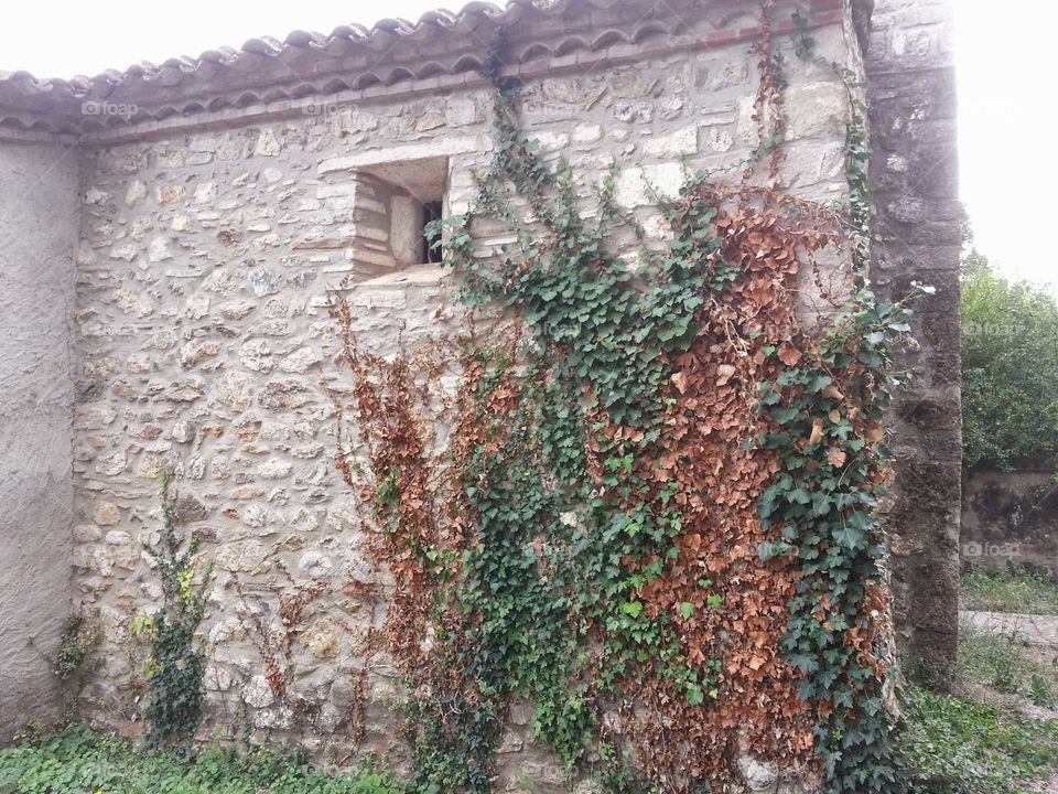 The vine grows on the wall