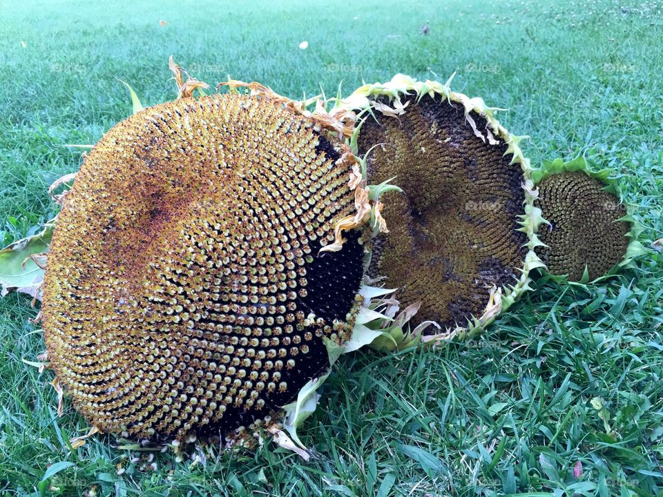 Sunflower Seeds