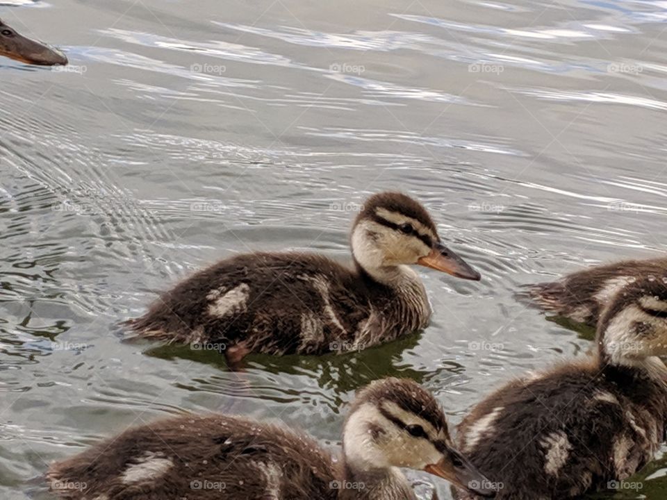 A Lake in Utah with Baby Ducks ©️ Copyright CM Photography