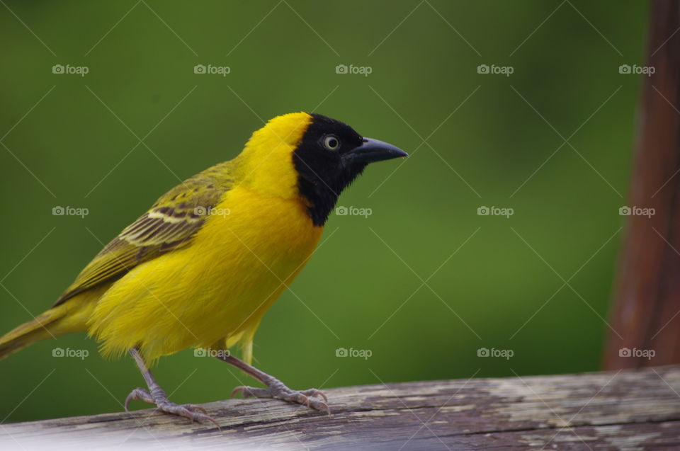 South African oriole