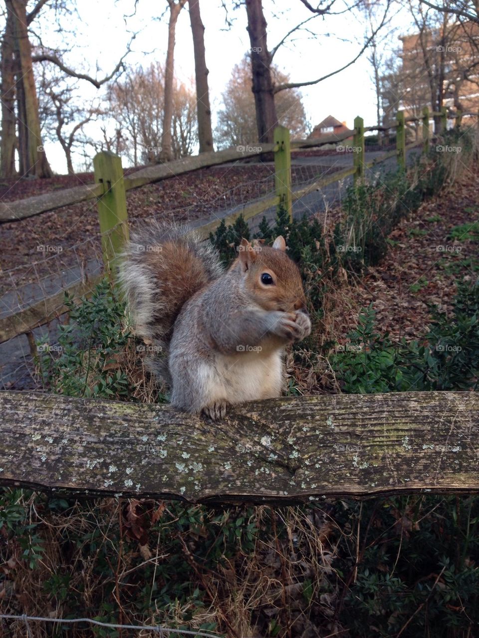 Squirrel eating a nut