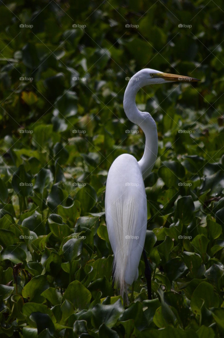 Egret