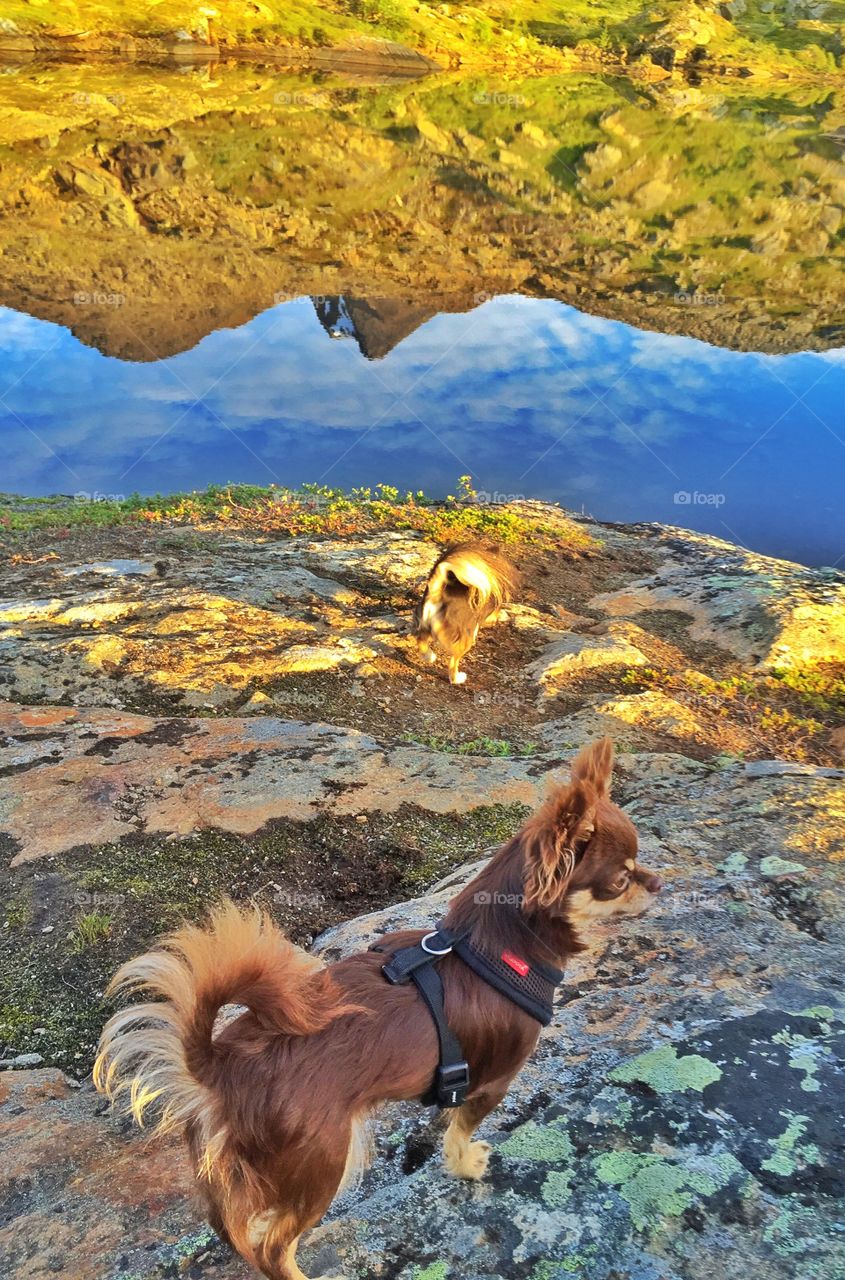 Chihuahua on mountain