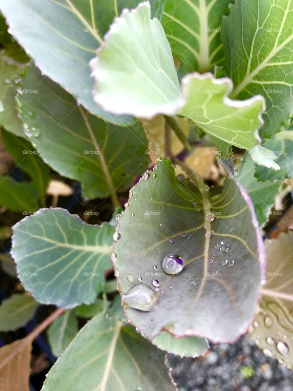 Close-Up Wet Leaves