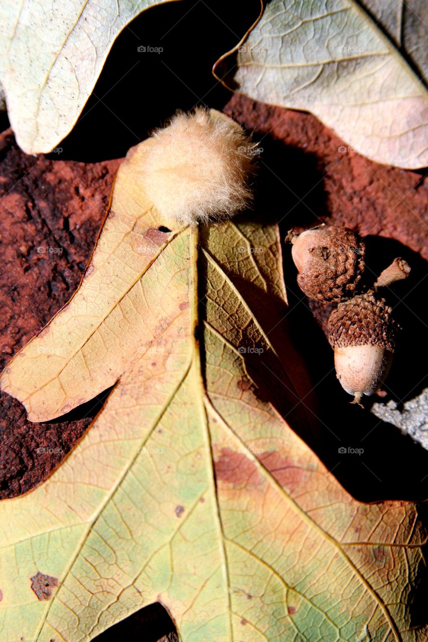 leaves and acorn on brick