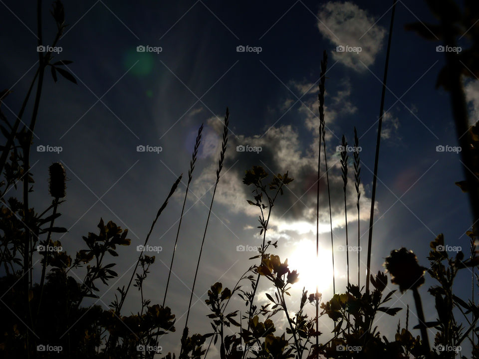 Low angle view of silhouette of plants growing against cloudy sky in Berlin, Germany.