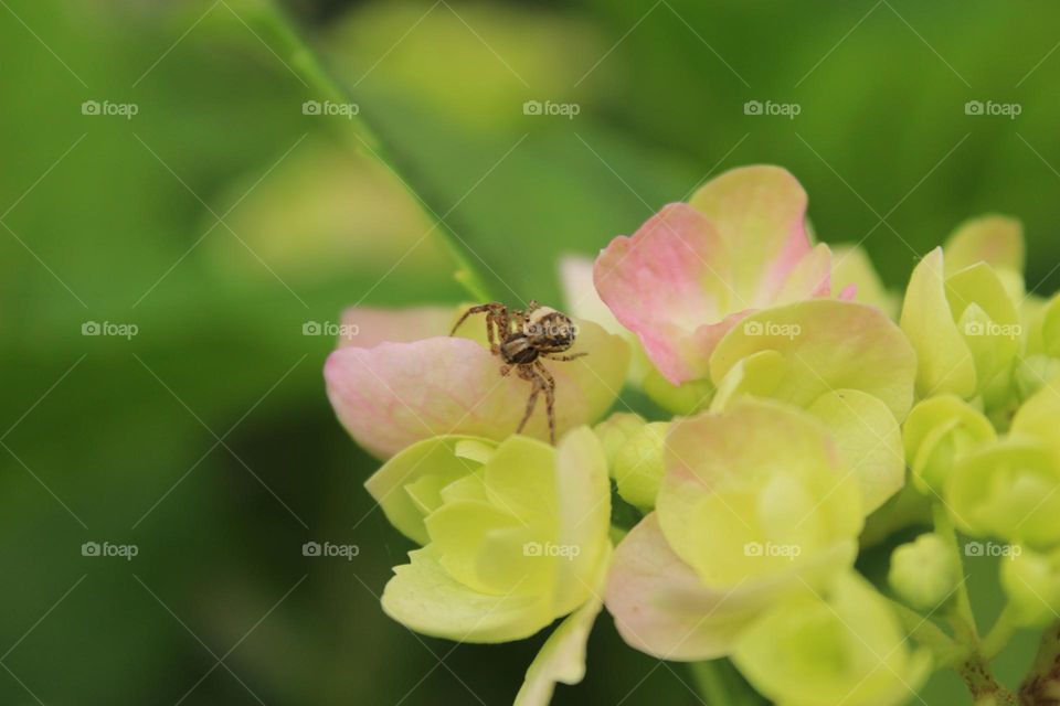 фотонаблюдение