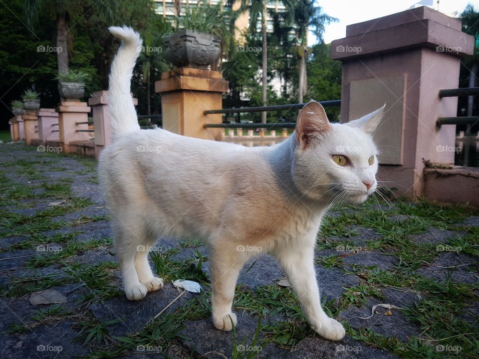 White Cat - Gato Branco.